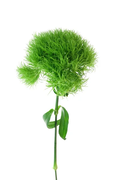 Schöne pelzige grüne Nelke — Stockfoto