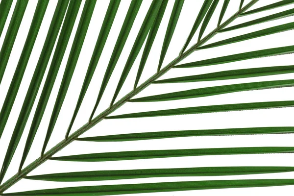 Beautiful tropical palm leaf — Stock Photo, Image