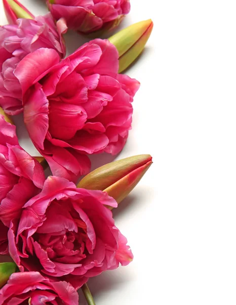 Hermosas flores de tulipán — Foto de Stock