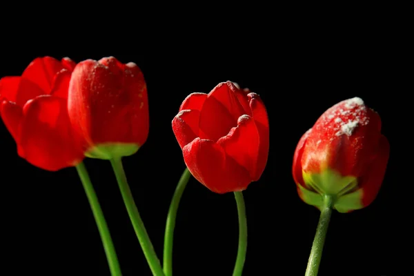 Krásné červené tulipány — Stock fotografie