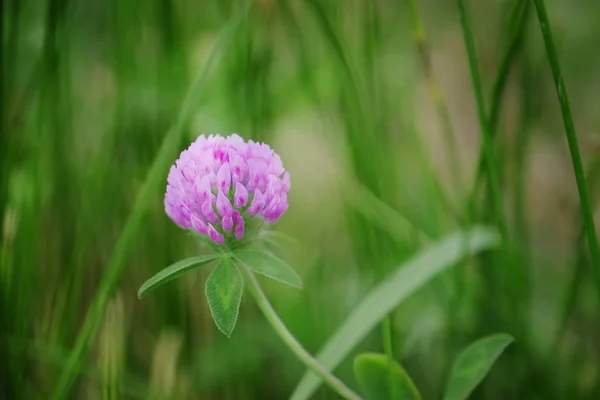 Flor de trevo selvagem no campo de verão, close-up — Fotografia de Stock