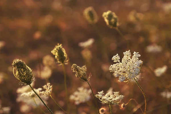 Campo de verano con flores silvestres — Foto de Stock