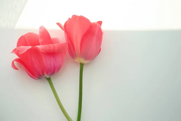 Bellissimi fiori di tulipano — Foto Stock