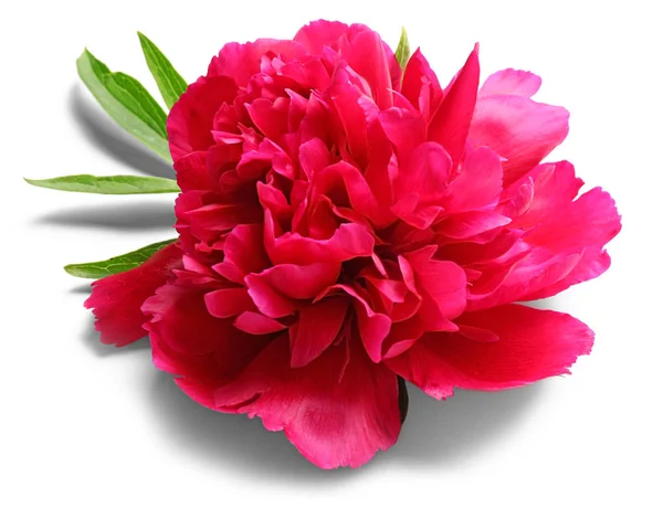 Beautiful peony flower with leaves — Stock Photo, Image