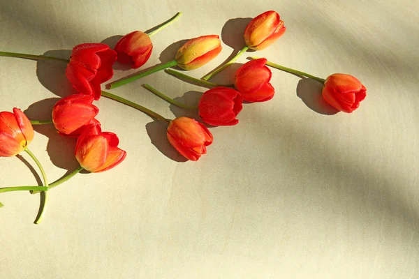 Mooie rode tulpen — Stockfoto