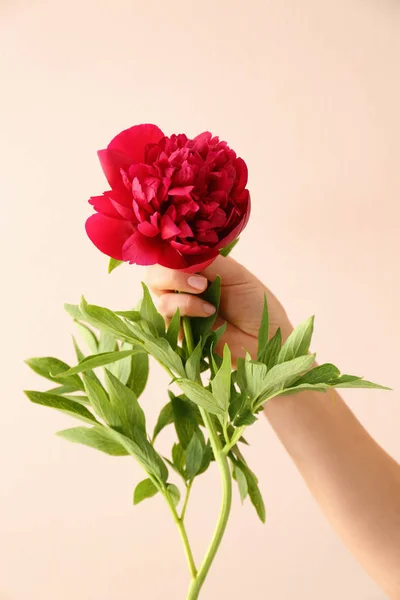 Mão segurando flor de peônia — Fotografia de Stock