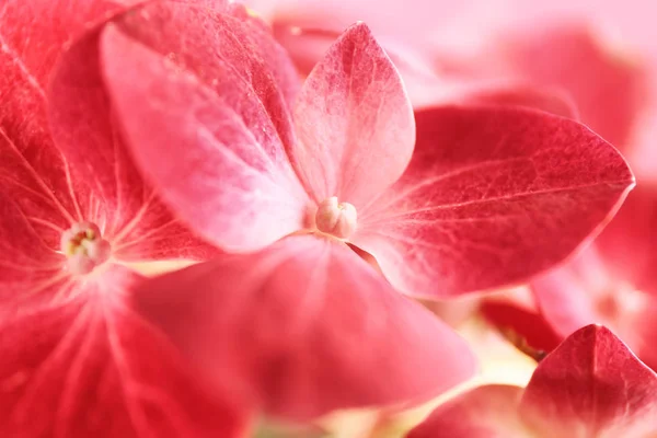 Härliga blommor av hortensia — Stockfoto