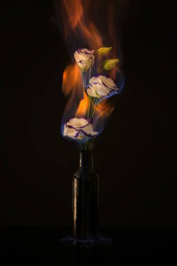 Eustoma çiçek yakma 