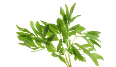 Taze Şakayık yaprağı 