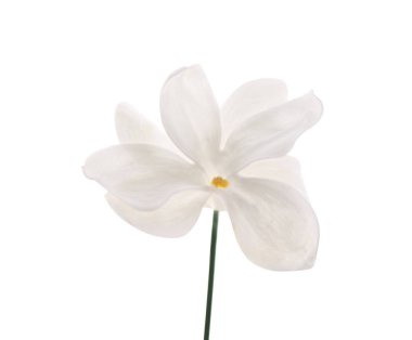 güzel leylak çiçeği