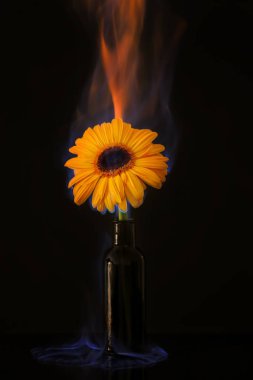 Gerbera çiçek yakma 