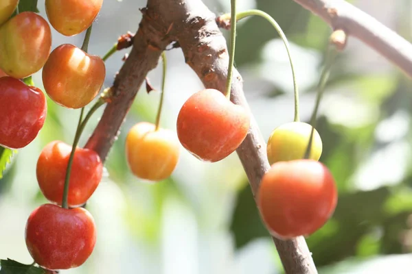 Ramas con bayas de cereza dulce — Foto de Stock