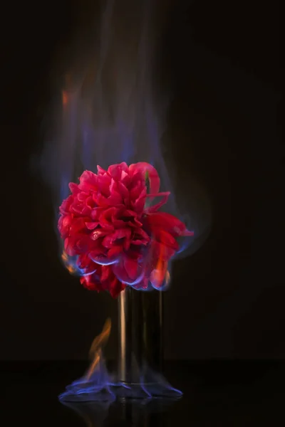 Горящий пионский цветок — стоковое фото