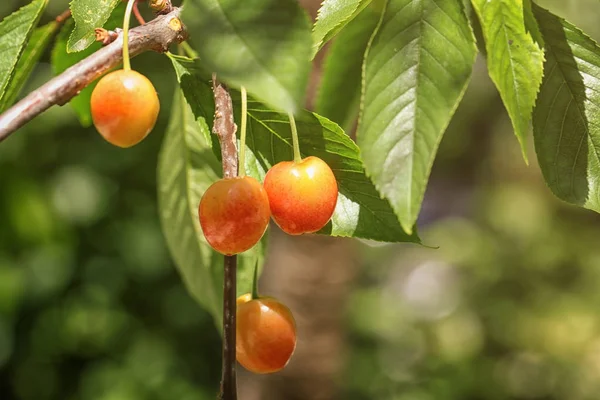 Ramas con bayas de cereza dulce — Foto de Stock