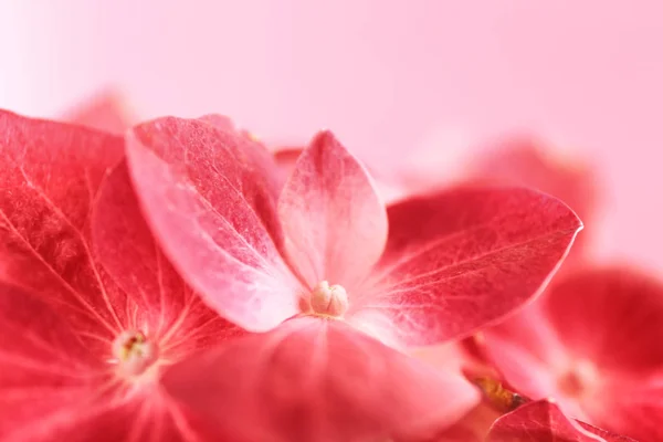 Mooie bloemen van de hortensia — Stockfoto