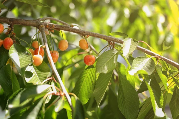 Branches aux cerises douces — Photo