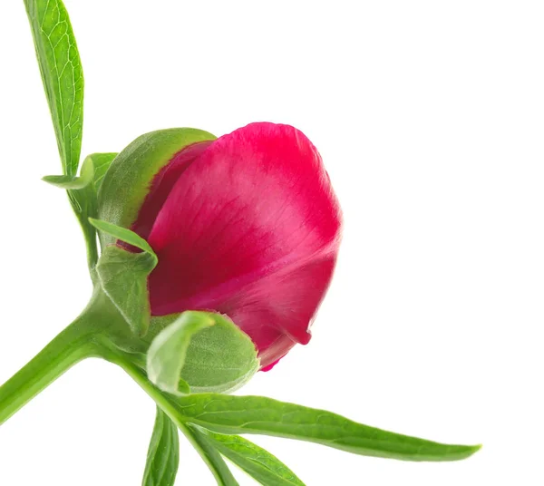 Beautiful peony flower — Stock Photo, Image