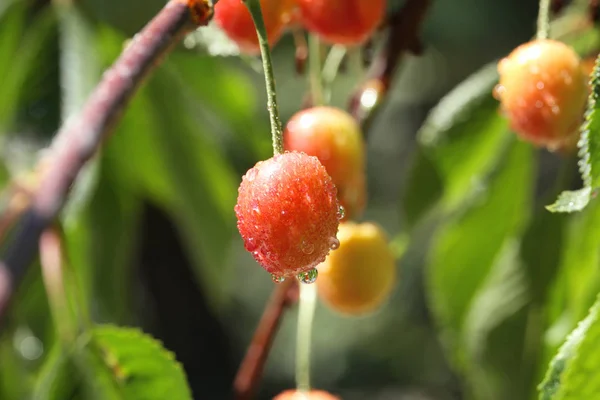 Ramas con bayas de cereza dulce — Foto de Stock
