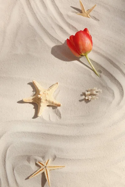 Linda tulipa vermelha e estrela do mar — Fotografia de Stock