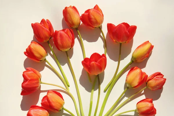 Komposition von schönen Tulpen — Stockfoto