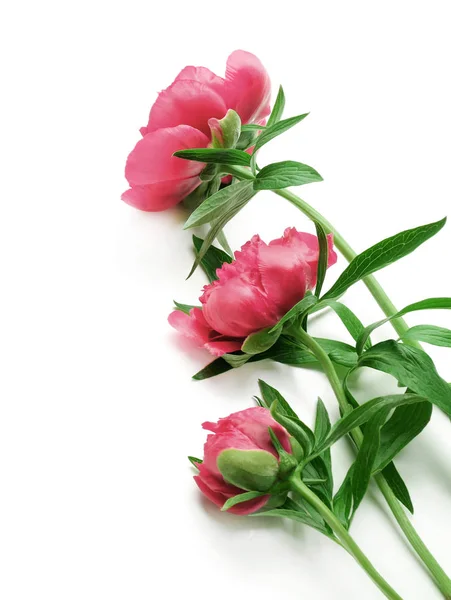 Beautiful pink peony flowers — Stock Photo, Image