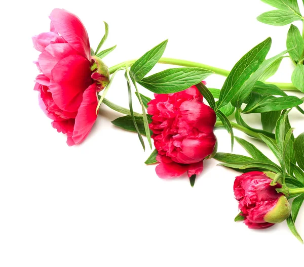 Güzel pembe şakayık çiçekleri — Stok fotoğraf