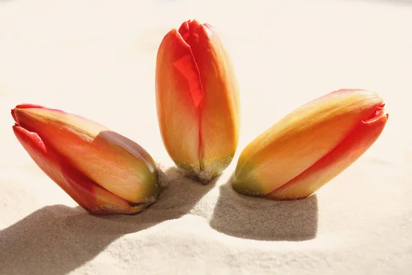 Szép piros tulipán — Stock Fotó