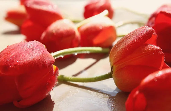 Beautiful wet red tulips — Stock Photo, Image