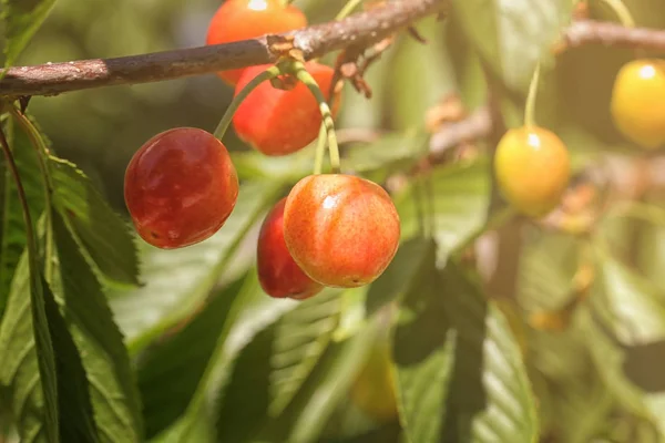 달콤한 체리 열매와 지점 — 스톡 사진