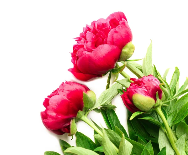 Belas flores de peônia rosa — Fotografia de Stock