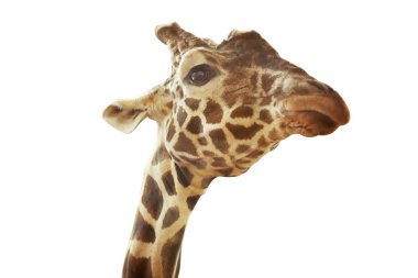 sevimli küçük zürafa 