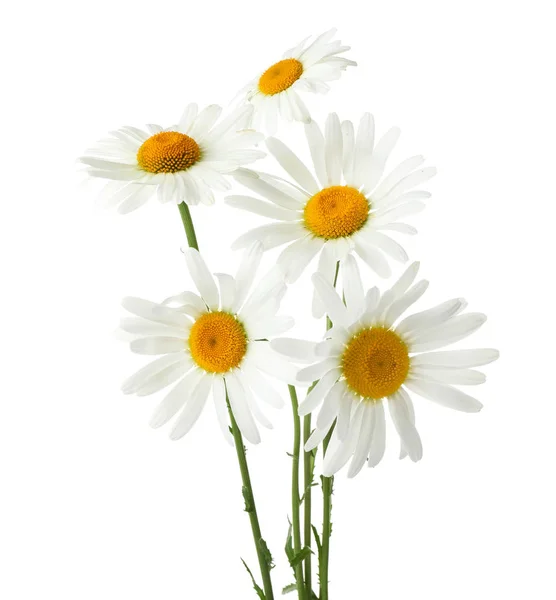 Beautiful chamomile flowers — Zdjęcie stockowe