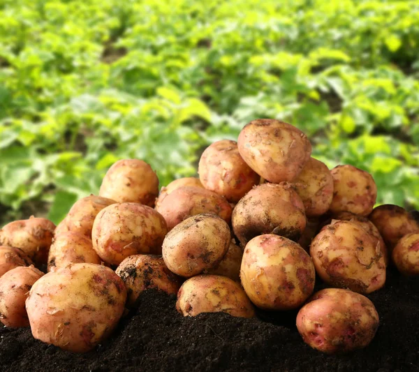 Patatas frescas en el suelo — Foto de Stock