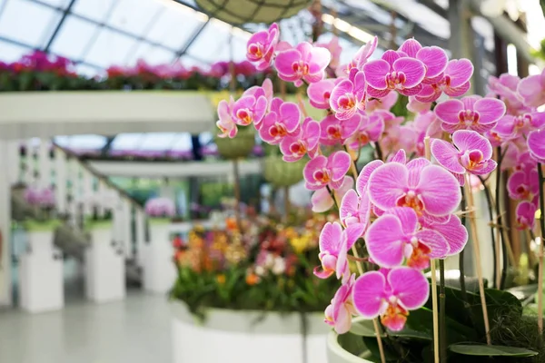 Szép virágzó orchidea — Stock Fotó