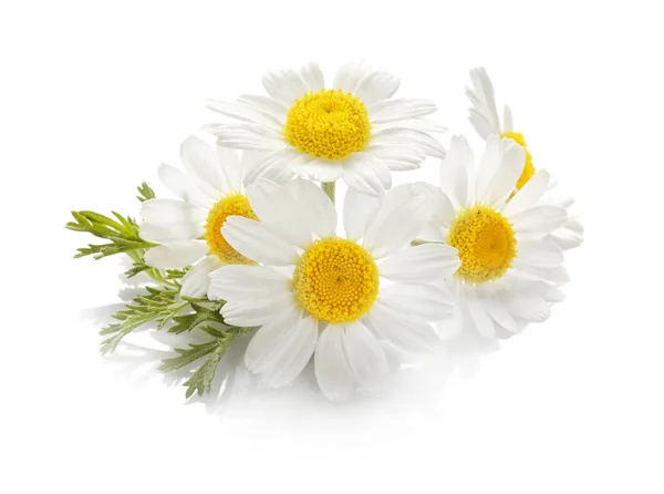 Hermosas flores de manzanilla — Foto de Stock