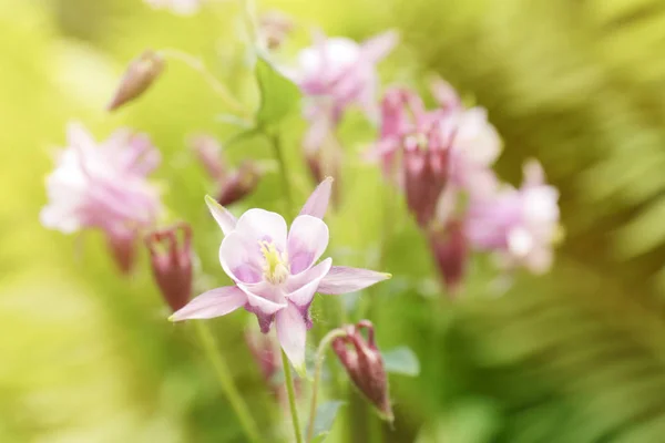 Hermosas flores en flor —  Fotos de Stock