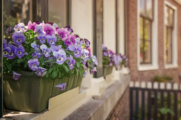 Hermosas flores de pansy — Foto de Stock