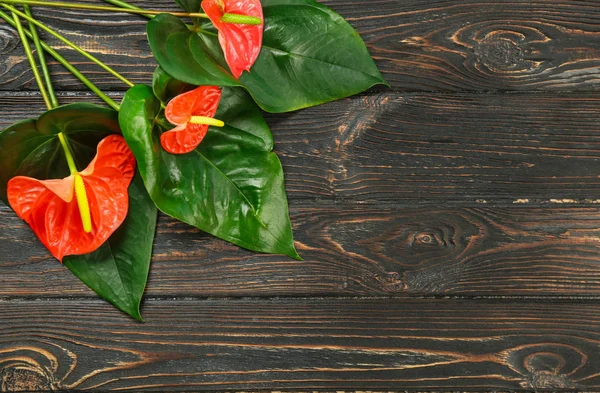 Composición con hojas tropicales verdes — Foto de Stock