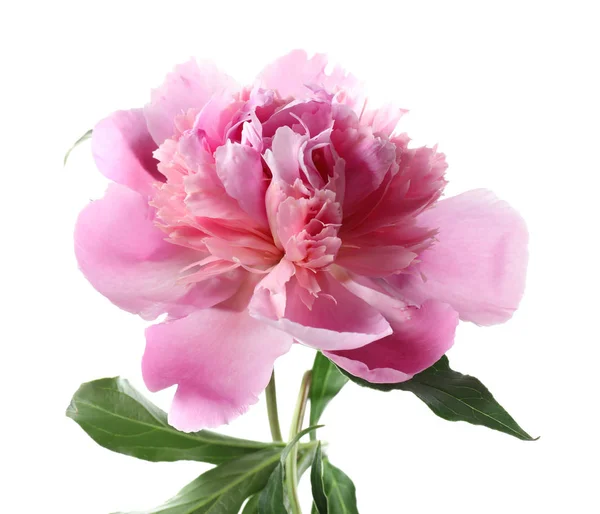 Красивый розовый пионский цветок — стоковое фото