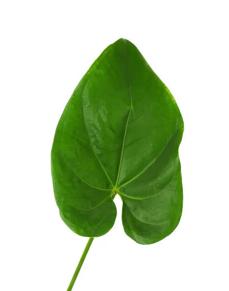 Hoja tropical verde — Foto de Stock