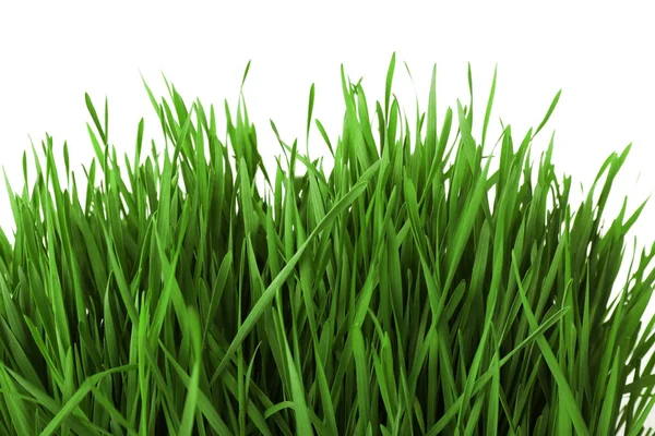 Vers groen gras — Stockfoto