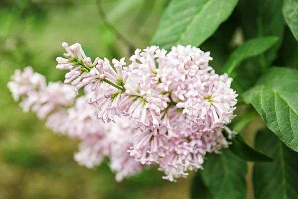 Beautiful lilac branch — Stock Photo, Image