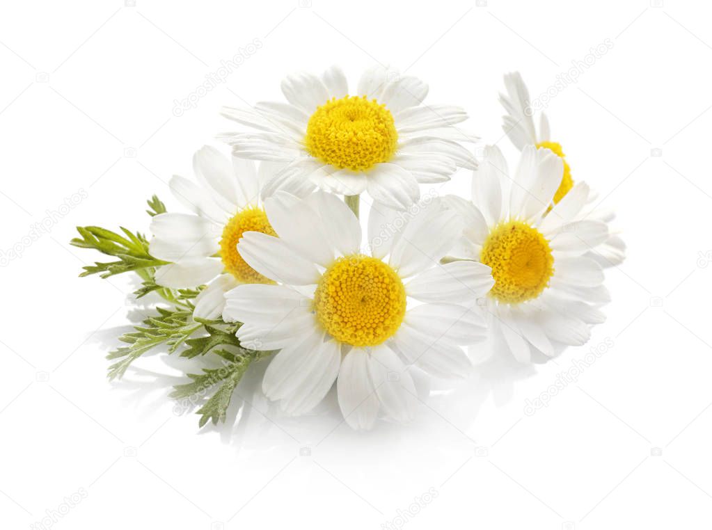 Beautiful chamomile flowers 