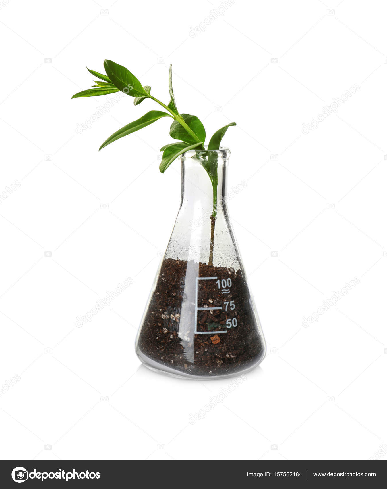 Plant in flask on white — Stock Photo © belchonock 157562184