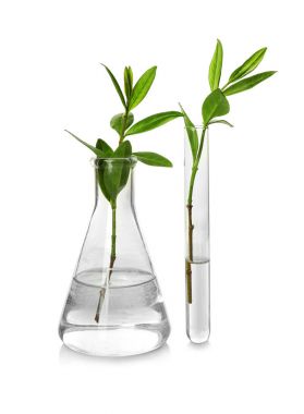 Beyaz cam bitkilerde