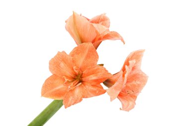 güzel tropik çiçekler 