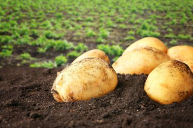 Yerde taze patates 