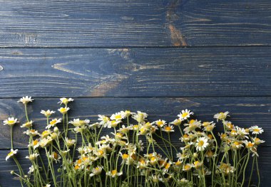 güzel papatya çiçeği  