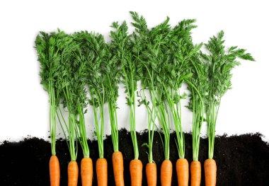 havuç ve toprak büyüyen