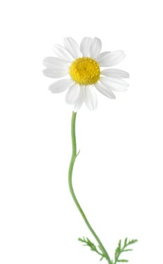 Güzel papatya çiçek 